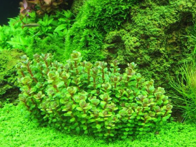 Аммания Бонсай Ammania sp. Bonsai (меристемное растение)